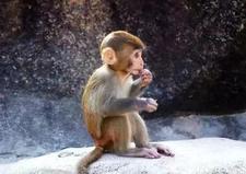 妖梦员化学室攻略